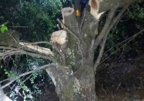 सकेट बम राखी बुद्धचित्तको बोट काटियो
