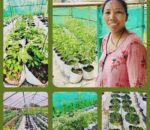 समग्र बिरुवाको विकास र स्वास्थ्य गहन हेरचाह गर्न सकिने अहिले नयाँ प्रविधि पोलिब्याग खेती होः सिर्जना