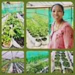 समग्र बिरुवाको विकास र स्वास्थ्य गहन हेरचाह गर्न सकिने अहिले नयाँ प्रविधि पोलिब्याग खेती होः सिर्जना