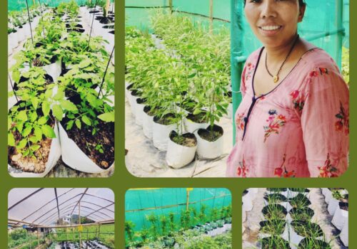 समग्र बिरुवाको विकास र स्वास्थ्य गहन हेरचाह गर्न सकिने अहिले नयाँ प्रविधि पोलिब्याग खेती होः सिर्जना
