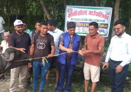 खानीखोलाका किसानलाई अनुदानमा भैँसी वितरण